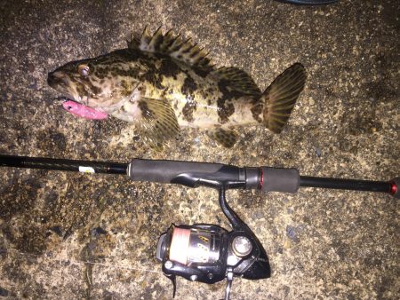 メバルのつもりが・・・